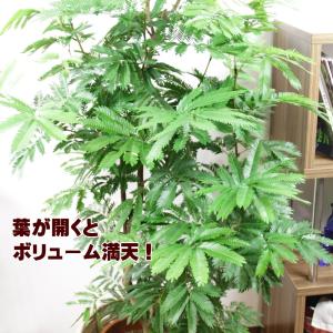観葉植物 エバーフレッシュ10号 立て札、メッ...の詳細画像3