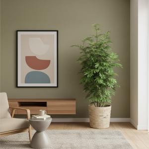 観葉植物 エバーフレッシュ10号 立て札、メッ...の詳細画像1