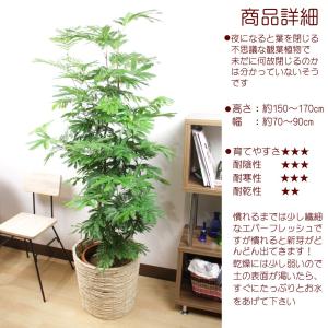 観葉植物 エバーフレッシュ10号 立て札、メッ...の詳細画像4