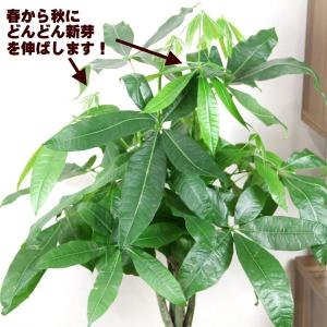 送料無料 観葉植物 パキラ7号 人気のセラアー...の詳細画像1