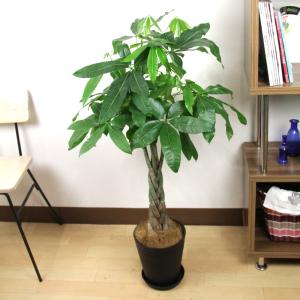 送料無料 観葉植物 パキラ7号 人気のセラアー...の詳細画像2