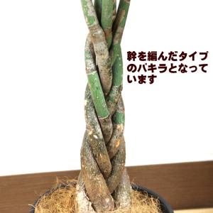 送料無料 観葉植物 パキラ7号 人気のセラアー...の詳細画像3