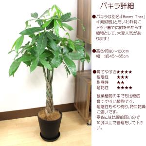 送料無料 観葉植物 パキラ7号 人気のセラアー...の詳細画像4