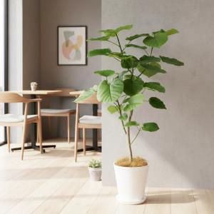 観葉植物 フィカス ウンベラータ8号 セラアー...の詳細画像1
