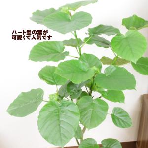観葉植物 フィカス ウンベラータ8号 セラアー...の詳細画像3