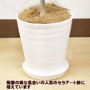 観葉植物 フィカス ウンベラータ8号 セラアー...の詳細画像4