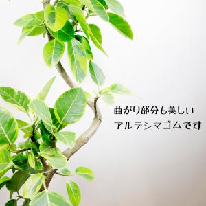 観葉植物 アルテシーマゴムの木幹曲がり10号 ...の詳細画像1