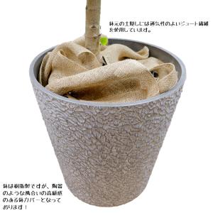 観葉植物 アルテシーマゴムの木幹曲がり10号 ...の詳細画像3