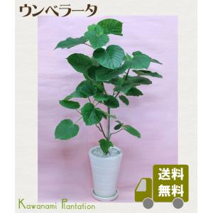 送料無料　観葉植物　ウンベラータ　Lサイズ　白陶器鉢仕立て｜e-kawanami