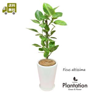 カシワバゴムの木 10号（柏ゴム） フィカス・リラータ 観葉植物 鉢植え