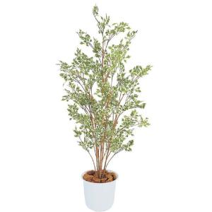 ベンジャミン ハワイアン 鉢付 [GD-120W] 1.5m タカショー Takashoメーカー直送...