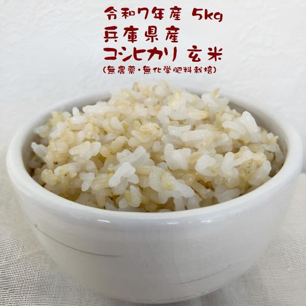 農薬不使用 化学肥料不使用 玄米 5kg こしひかり ダイエット食事 健康生活 兵庫県 氷上産 令和...