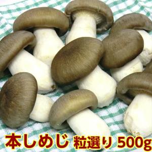 しめじ 大黒本しめじ 800g 訳あり きのこ シメジ 京都 丹波 京