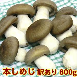 しめじ 大黒本しめじ 800g 訳あり きのこ シメジ 京都
