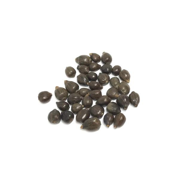 焙じはとむぎ茶 50g 少量 小分け