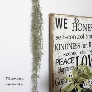 スパニッシュモス S チランドシア ウスネオイデス チランジア ティランジア ティランドシア 観葉植...