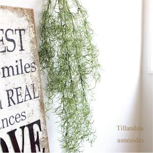 スパニッシュモス チランドシア ウスネオイデス 42642　造花 インテリア フェイクグリーン 観葉...
