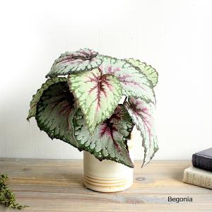 ベゴニアブッシュ グリーンパープル 造花 観葉植物 フェイクグリーン インテリア｜e-mintcafe