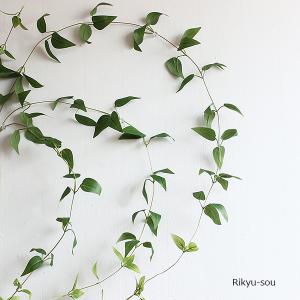 リキュウソウ 利休草 造花 フェイクグリーン 観葉植物 未触媒｜e-mintcafe