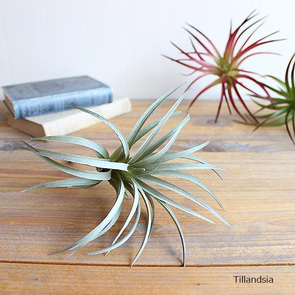 エアプランツ  チランジア ティランドシア Φ20cm  造花 インテリア フェイクグリーン インテ...