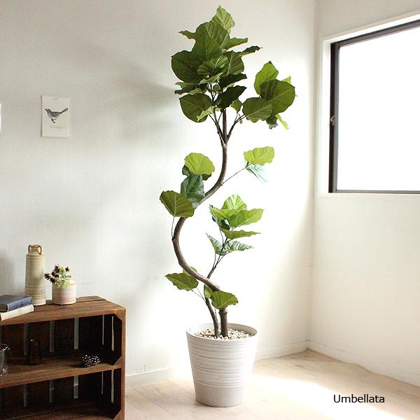 ウンベラータ 155cm White 造花 観葉植物 フェイクグリーン 大型  (北海道 沖縄 東北...