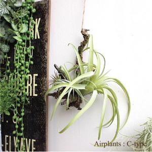 エアプランツハンギング C-type ティランジア 観葉植物