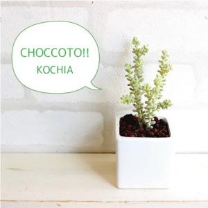 ミニ コキアポット　造花 観葉植物 光触媒 CT触媒 インテリア フェイクグリーン