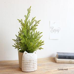 アフリカンキャット ゴールドクレスト 猫鉢 33cm 造花 観葉植物 ミニ インテリア フェイクグリーン CT触媒 消臭 猫雑貨｜e-mintcafe