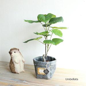 ウンベラータ 40cm　鉢カバー 観葉植物 造花 フェイクグリーン 消臭 CT触媒｜e-mintcafe