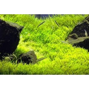 ウォーターローン(5×5cm)無農薬 前景草 品...の商品画像