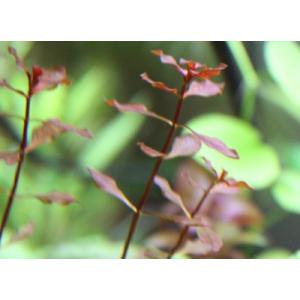 ルドウィジアspスーパーレッド(5本)◆ 無農...の詳細画像1