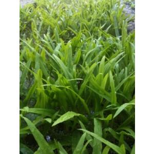 （水草）　クリプトコリネアルビダ（2株）　◆シャープなクリプトコリネ◆　