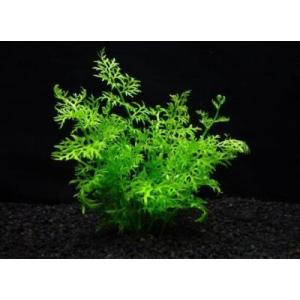 GRAMICCI（グラミチ） アヌビアス ナナ 'Pangolino