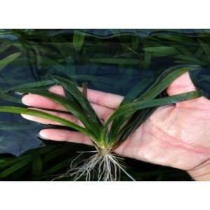 （水草）ジャイアントサジタリア（５本）　国産　◆丈夫な水草◆
