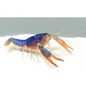 アオザリンZと活力液セットの詳細画像3
