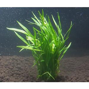 エキノドルス・テネルス　（５本）　無農薬　品質抜群の有名ファーム産