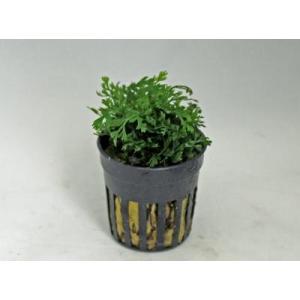 ボルビティスsp・ベビーリーフ（1Pot）　　無農薬　品質抜群の有名ファーム産