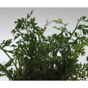 ボルビティスsp・ベビーリーフ(1Pot) 無...の詳細画像1