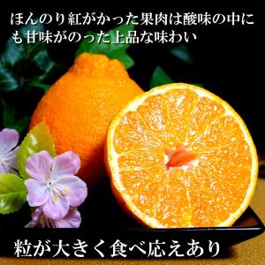 デコポン 甘い 大将季 5kg 秀品 通販 送...の詳細画像2