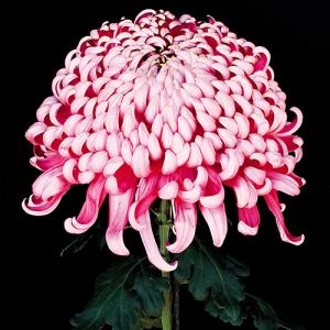 ピンク系小菊　秋咲き　1苗 1月咲の小菊 : e-MUMshop Yahoo!店 - 通販 - Yahoo!ショッピング