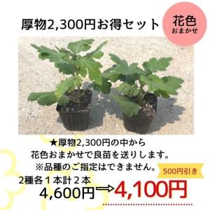 大菊 厚物2,800円お得セット（2品種各1本 計2本）※販売価格1本 2,800円