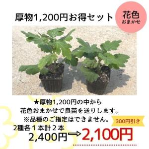 大菊 【人気商品】厚物1,200円お得セット（2品種各1本 計2本）※販売