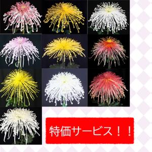 1月咲の小菊 : e-MUMshop Yahoo!店 - 通販 - Yahoo!ショッピング