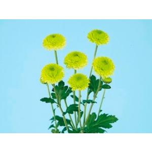 緑菊 グリーンライム : e-MUMshop Yahoo!店 - 通販 - Yahoo!ショッピング