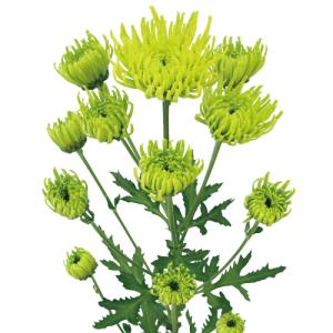 緑菊 グリーンライム : e-MUMshop Yahoo!店 - 通販 - Yahoo!ショッピング