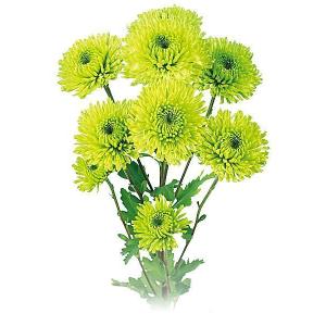 緑菊 グリーンライム : e-MUMshop Yahoo!店 - 通販 - Yahoo!ショッピング