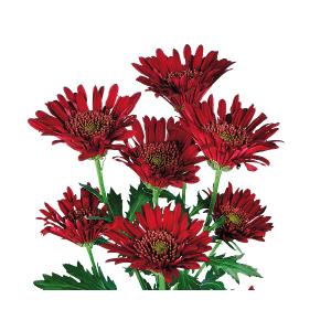 菊苗 夏菊中輪セット 18株（花色見計らい・名称なし) : 花と緑 国華園