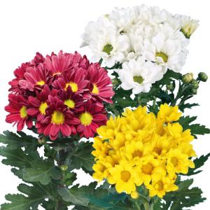 人気商品 8月咲の小菊 : e-MUMshop Yahoo!店 - 通販 - Yahoo!ショッピング