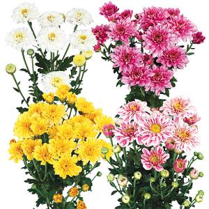 9月咲スプレー菊 : e-MUMshop Yahoo!店 - 通販 - Yahoo!ショッピング