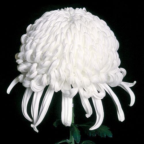 大菊　厚物　精興積雲（せいこうせきうん）